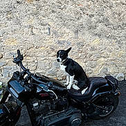 Lako a rejoint le concours — aidez-le/la à gagner de superbes lots ! asphalt, black_and_white_dog, black_motorcycle, curious, daylight, dog, engine, handlebars, leather_seat, motorcycle, outdoor, parked, pet, seat, side_view, sitting, stone_wall, urban, vehicle, wheel