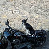 asphalt, black_and_white_dog, black_motorcycle, curious, daylight, dog, engine, handlebars, leather_seat, motorcycle, outdoor, parked, pet, seat, side_view, sitting, stone_wall, urban, vehicle, wheel