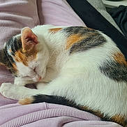 Alya a rejoint le concours — aidez-le/la à gagner de superbes lots ! cat, calico_cat, sleeping, nap, pet, animal, fur, white, orange, black, pink_clothing, lap, cozy, rest, domestic_animal, cute, relaxation, indoor, soft, peaceful
