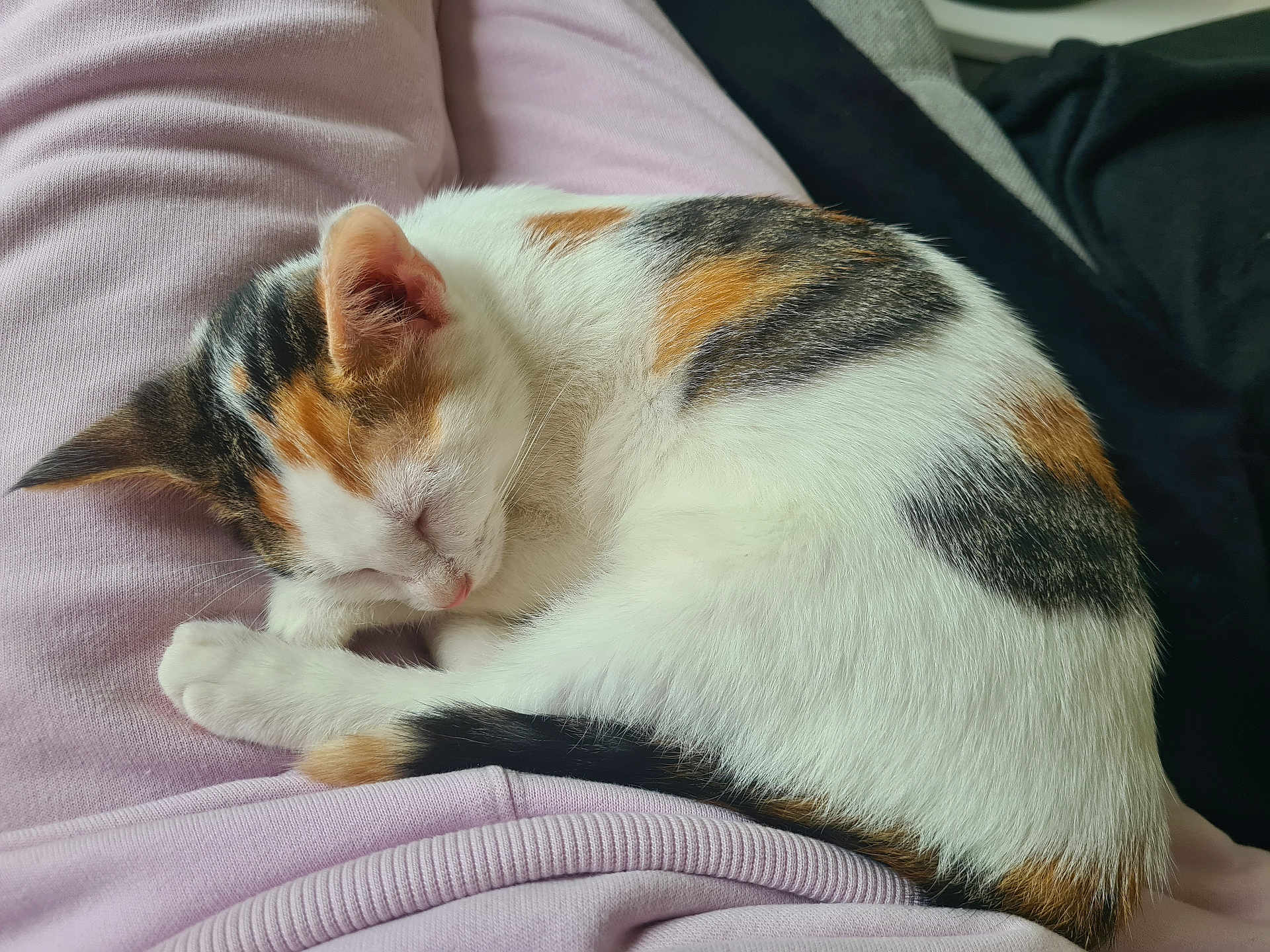 Alya a rejoint le concours — aidez-le/la à gagner de superbes lots ! cat, calico_cat, sleeping, nap, pet, animal, fur, white, orange, black, pink_clothing, lap, cozy, rest, domestic_animal, cute, relaxation, indoor, soft, peaceful