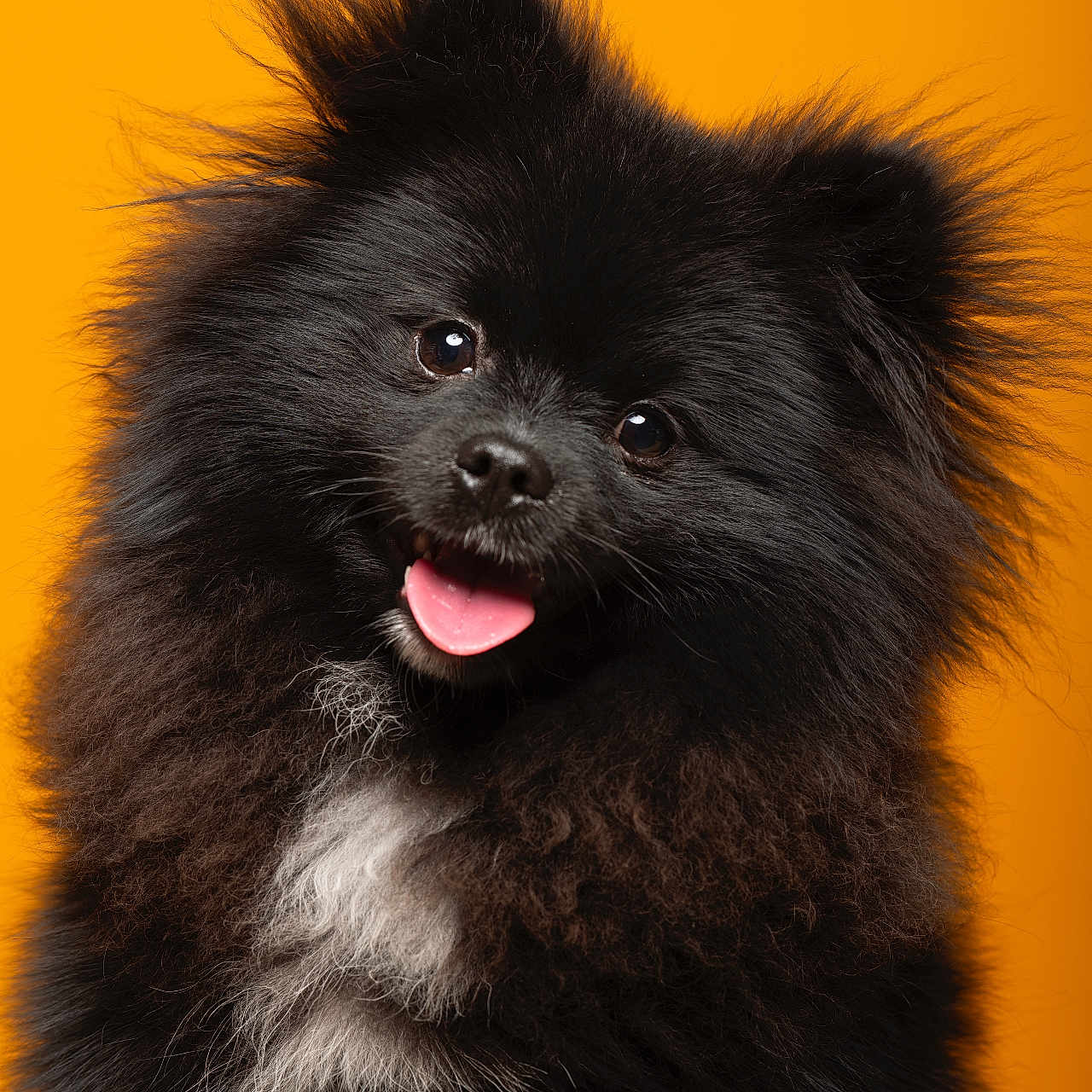 Malo a rejoint le concours — aidez-le/la à gagner de superbes lots ! affenpinscher, animal, bodypart, canine, cockerspaniel, dog, eskimodog, mouth, papillon, person, pet, puppy, terrier, tongue