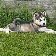 Balto a rejoint le concours — aidez-le/la à gagner de superbes lots ! dog, puppy, husky, siberian_husky, canine, pet, lying_down, grass, outdoor, garden, wooden_fence, greenery, fluffy, fur, blue_eyes, red_collar, animal_portrait, cute, backyard, resting