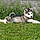 Balto