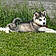 Balto