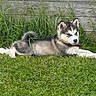 dog, puppy, husky, siberian_husky, canine, pet, lying_down, grass, outdoor, garden, wooden_fence, greenery, fluffy, fur, blue_eyes, red_collar, animal_portrait, cute, backyard, resting