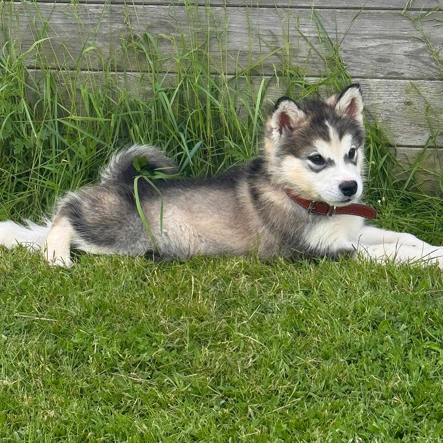 Balto a rejoint le concours — aidez-le/la à gagner de superbes lots ! dog, puppy, husky, siberian_husky, canine, pet, lying_down, grass, outdoor, garden, wooden_fence, greenery, fluffy, fur, blue_eyes, red_collar, animal_portrait, cute, backyard, resting