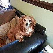 Austin is registered to the contest to win money with this photo: dog, couch, pet, brown_fur, indoor, relaxed, leather, pillow, animal, companion, furniture, domestic, cute, looking_at_camera, resting, cozy, home, small_dog, fur, ears