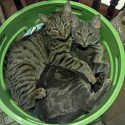 Lola And Leopold is registered to the contest to win money with this photo: cat, cats, green_basket, snuggling, cozy, tabby_cat, gray_cat, indoor, pet, cute, fur, whiskers, ears, tail, resting, companions, animal, domestic, sleepy, relaxed
