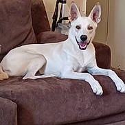 Aries joined the competition — help win amazing prizes! dog, white_dog, couch, brown_couch, indoor, pet, happy, smiling, vacuum_cleaner, furniture, relaxed, ears_up, animal, canine, domestic_animal, resting, living_room, household, fur, four_legs
