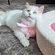 Celeste joined the competition — help win amazing prizes! blue_eyes, carpet, cat, chair, close_up, cushion, fluffy, furniture, home, indoor, paw, pet, pink_bow, playful, portrait, relaxing, table, tiara, whiskers, white_cat