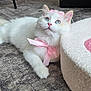 blue_eyes, carpet, cat, chair, close_up, cushion, fluffy, furniture, home, indoor, paw, pet, pink_bow, playful, portrait, relaxing, table, tiara, whiskers, white_cat