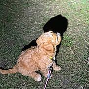 Daisy joined the competition — help win amazing prizes! dog, puppy, leash, grass, night, shadow, animal, pet, outdoor, fur, canine, collar, brown, young_dog, sitting, ground, nature, cute, small_dog, playful