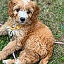 Daisy is registered to the contest to win money with this photo: puppy, dog, grass, outdoor, yellow_collar, curly_fur, brown_fur, white_markings, pet, cute, animal, young_dog, lying_down, playful, nature, closeup, fur, canine, collar, pink_cord