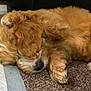 Daisy joined the competition — help win amazing prizes! puppy, dog, sleeping, fur, paw, carpet, cute, pet, resting, indoors, young, fluffy, adorable, animal, cozy, closeup, canine, relaxing, nap, domestic
