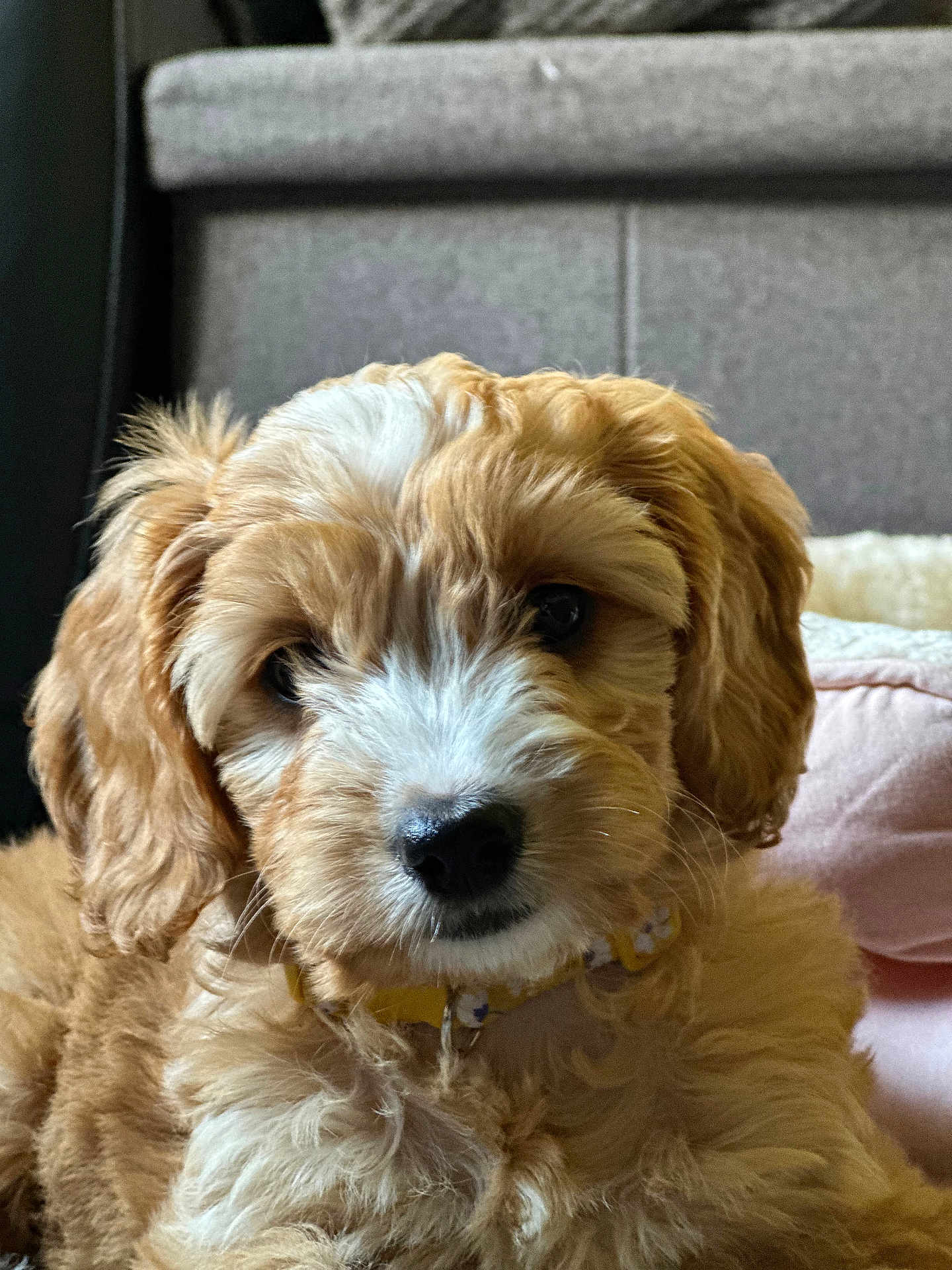 Daisy