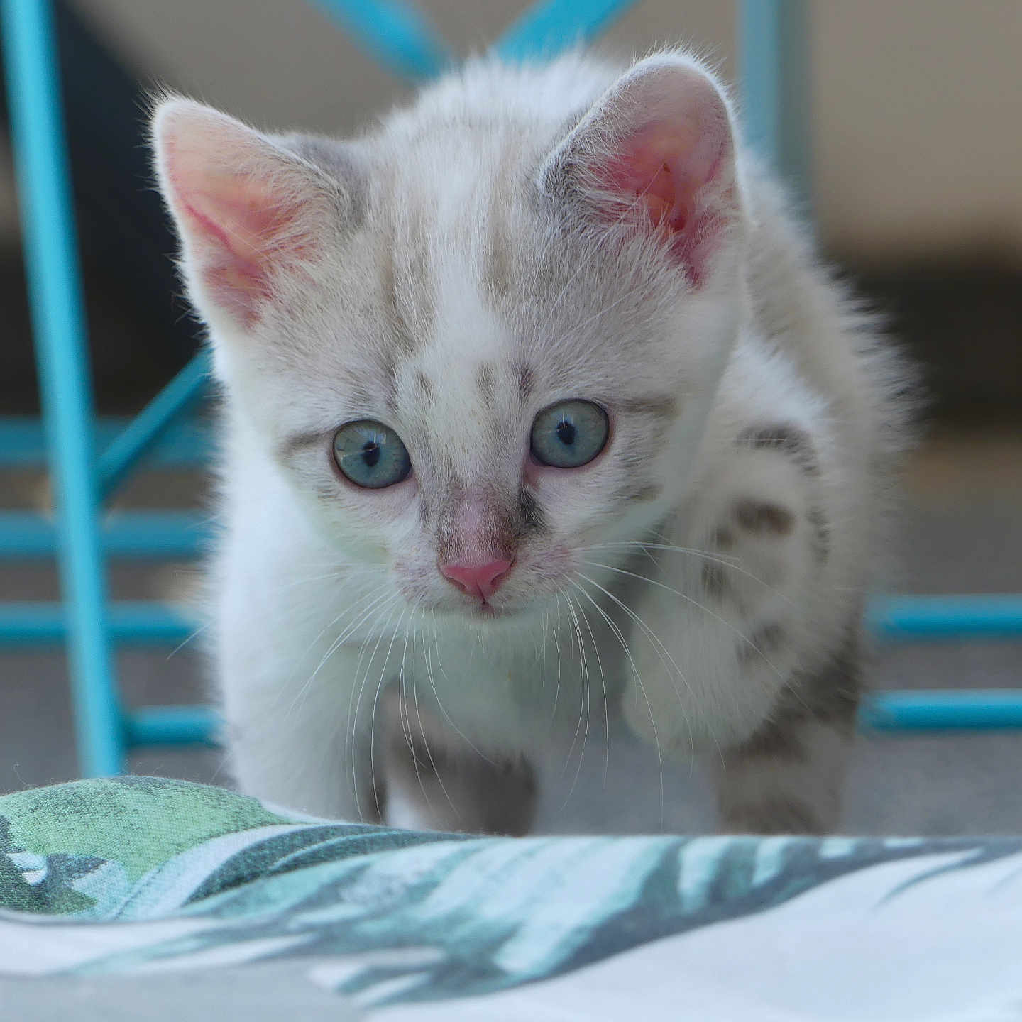 Arlo participe au concours pour gagner de l'argent avec cette photo : abyssinian, angora, animal, cat, kitten, manx, pet, siamese