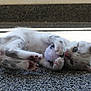 abyssinian, animal, cat, gravel, kitten, manx, pebble, pet, road, siamese, tarmac