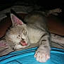 abyssinian, animal, blanket, bodypart, cat, kitten, manx, mouth, person, pet, siamese, sleeping
