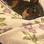 dog, blanket, floral_pattern, cozy, pet, animal, fur, resting, indoors, cute, sleepy, comfort, warm, snuggle, face, brown, black, small_dog, wrapped, relaxed