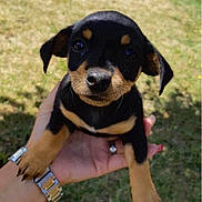 Réglisse a rejoint le concours — aidez-le/la à gagner de superbes lots ! puppy, dog, black_tan, small_dog, outdoor, grass, hand, person, watch, cute, animal, pet, young_dog, sunlight, ears, eyes, nose, fingers, playing, ball