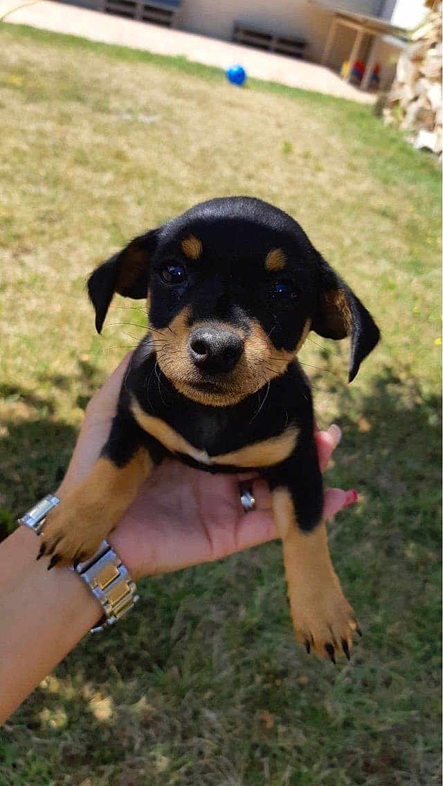 Réglisse a rejoint le concours — aidez-le/la à gagner de superbes lots ! puppy, dog, black_tan, small_dog, outdoor, grass, hand, person, watch, cute, animal, pet, young_dog, sunlight, ears, eyes, nose, fingers, playing, ball