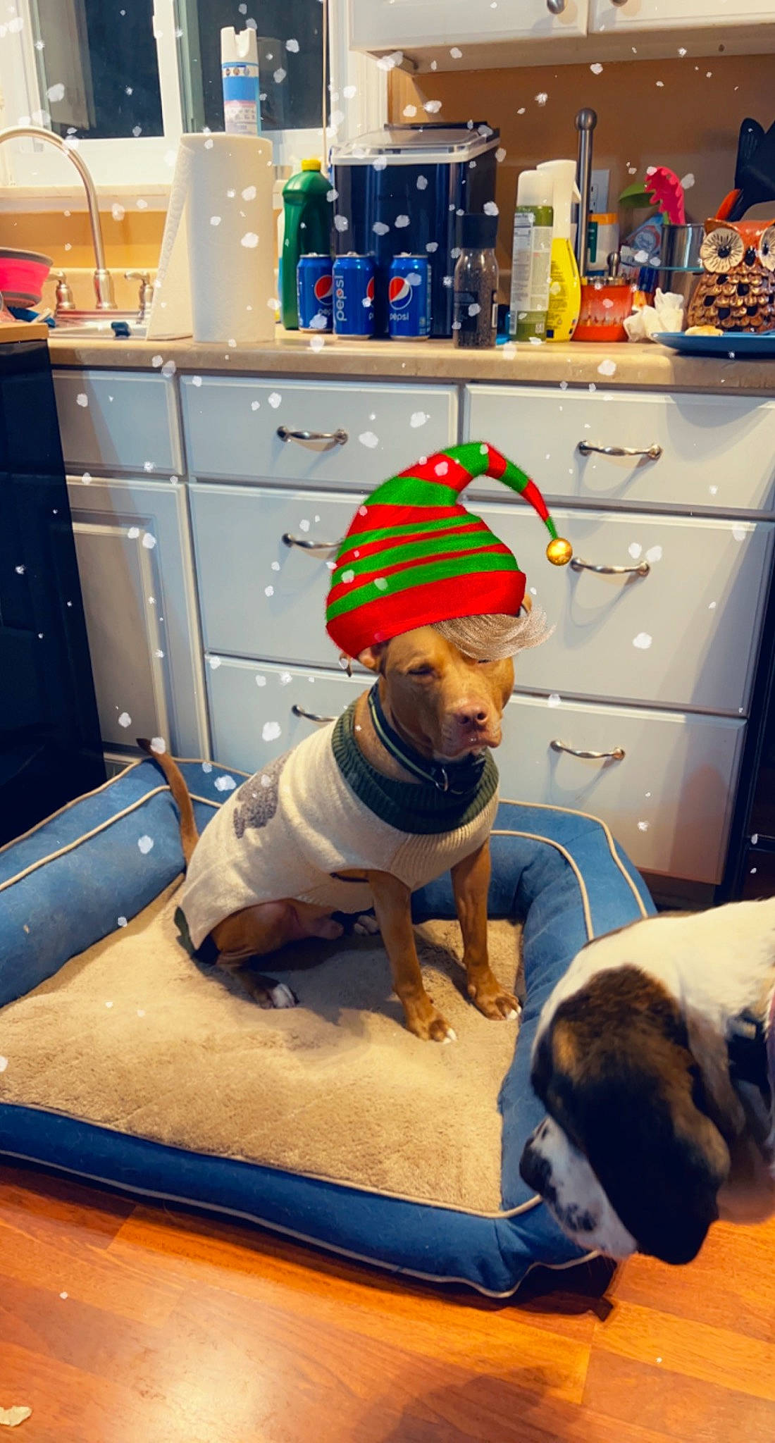 Onyx joined the competition — help win amazing prizes! blue, cabinetry, carnivore, chest_of_drawers, companion_dog, cooking, cupboard, dog, dog_breed, dog_clothes, drawer, fawn, floor, flooring, home_appliance, kitchen, kitchen_appliance, refrigerator, room, wood