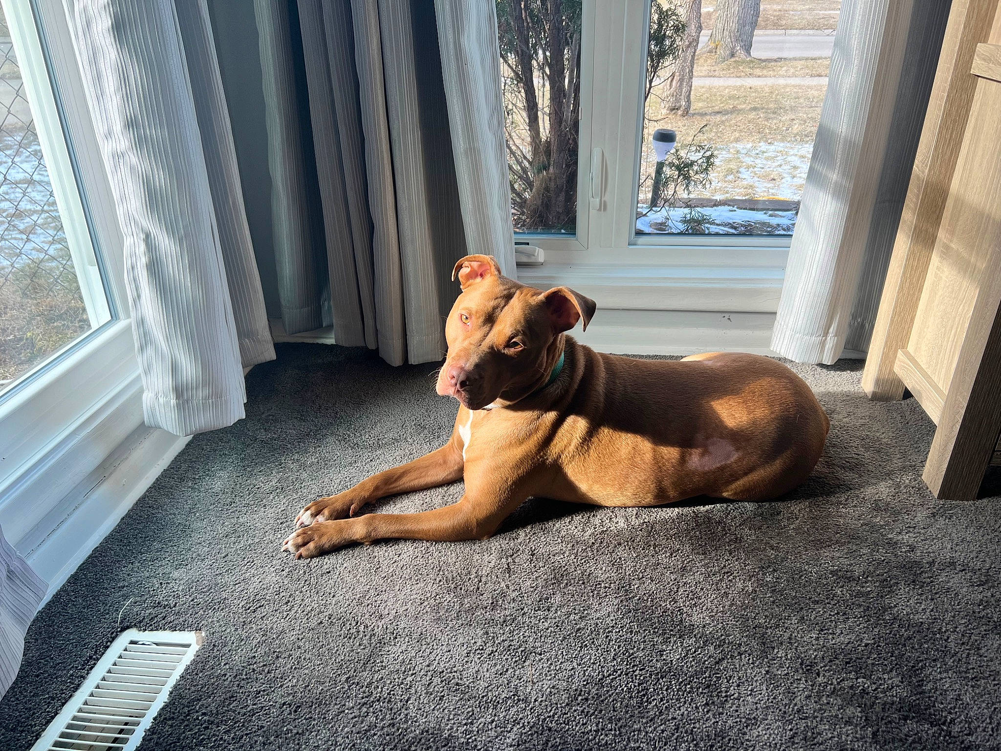 Onyx is registered to the contest to win money with this photo: art, building, carnivore, comfort, companion_dog, curtain, dog, dog_breed, fawn, floor, flooring, hardwood, house, human_leg, sculpture, snout, tail, window, wood, working_animal