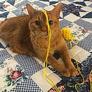 Copper joined the competition — help win amazing prizes! cat, ginger_cat, yarn, yellow_yarn, quilt, patchwork, blue, floral_pattern, indoor, pet, animal, feline, cute, playful, resting, close_up, whiskers, paws, bedspread, cozy