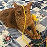 cat, ginger_cat, yarn, yellow_yarn, quilt, patchwork, blue, floral_pattern, indoor, pet, animal, feline, cute, playful, resting, close_up, whiskers, paws, bedspread, cozy