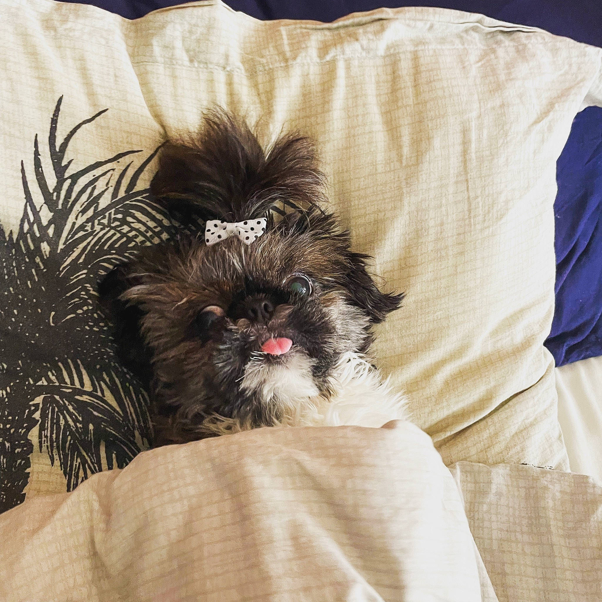 Tya participe au concours pour gagner de l'argent avec cette photo : canidae, carnivore, comfort, companion_dog, dog, dog_breed, dog_supply, fur, linens, liver, non_sporting_group, puppy, shih_tzu, sleeve, small_terrier, snout, sporting_group, terrier, toy_dog, working_animal