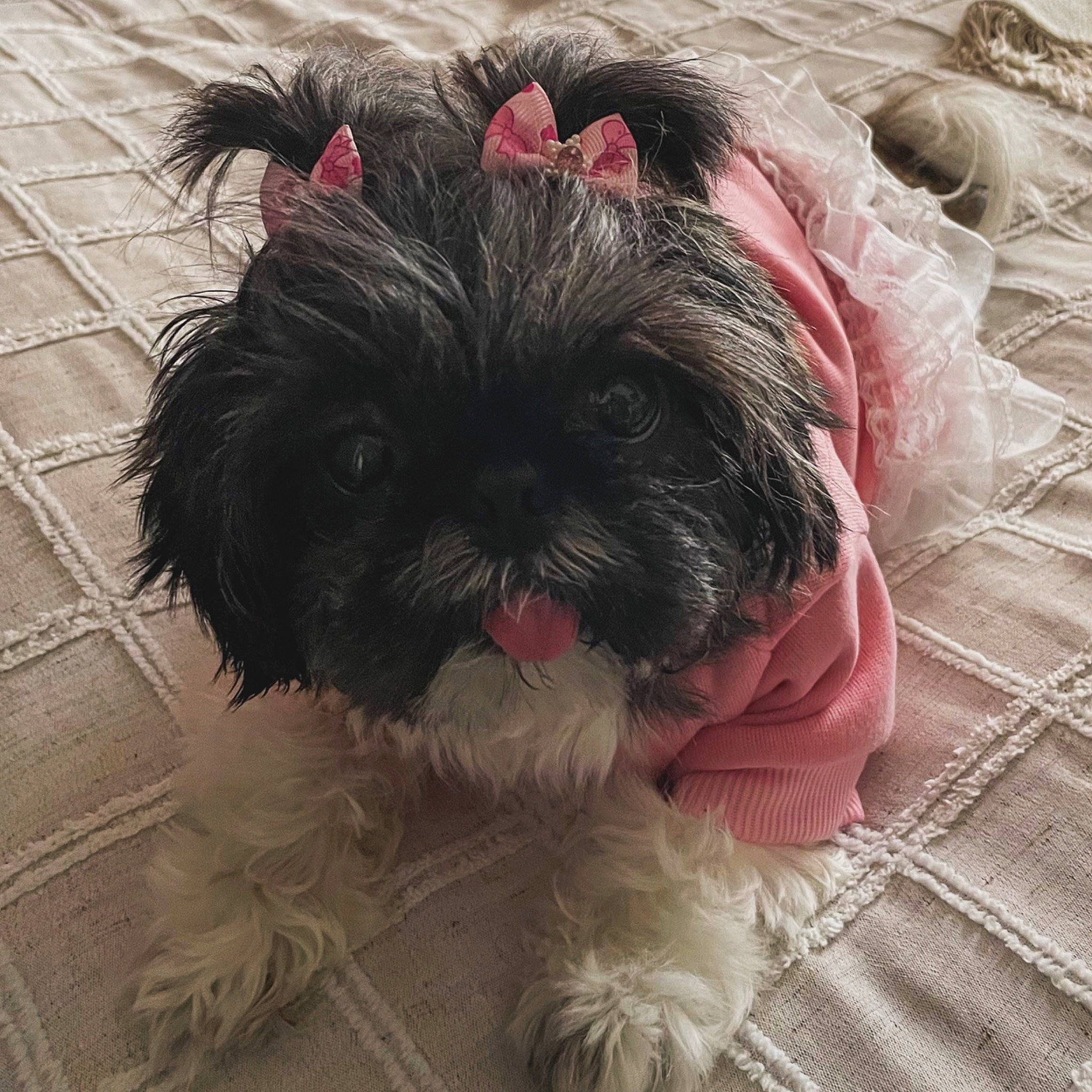 Tya participe au concours pour gagner de l'argent avec cette photo : canidae, carnivore, companion_dog, dog, dog_breed, dog_supply, fur, liver, pattern, poodle_crossbreed, puppy_love, shih_poo, shih_tzu, small_terrier, snout, sporting_group, terrier, toy_dog, water_dog, working_animal