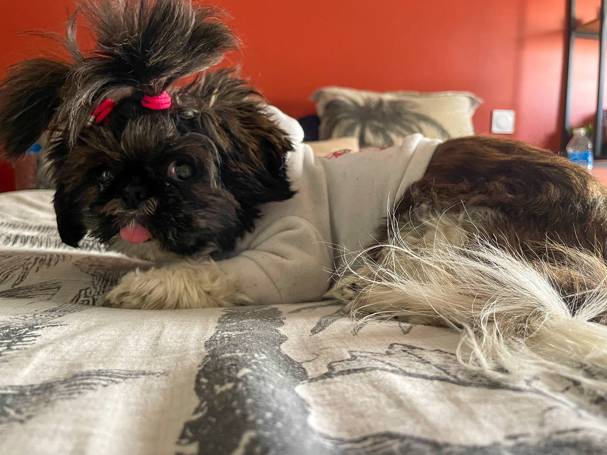 Tya participe au concours pour gagner de l'argent avec cette photo : canidae, carnivore, comfort, companion_dog, dog, dog_breed, dog_supply, fur, lamp, liver, nap, puppy, shih_poo, sitting, small_terrier, snout, sporting_group, terrier, toy_dog, working_animal