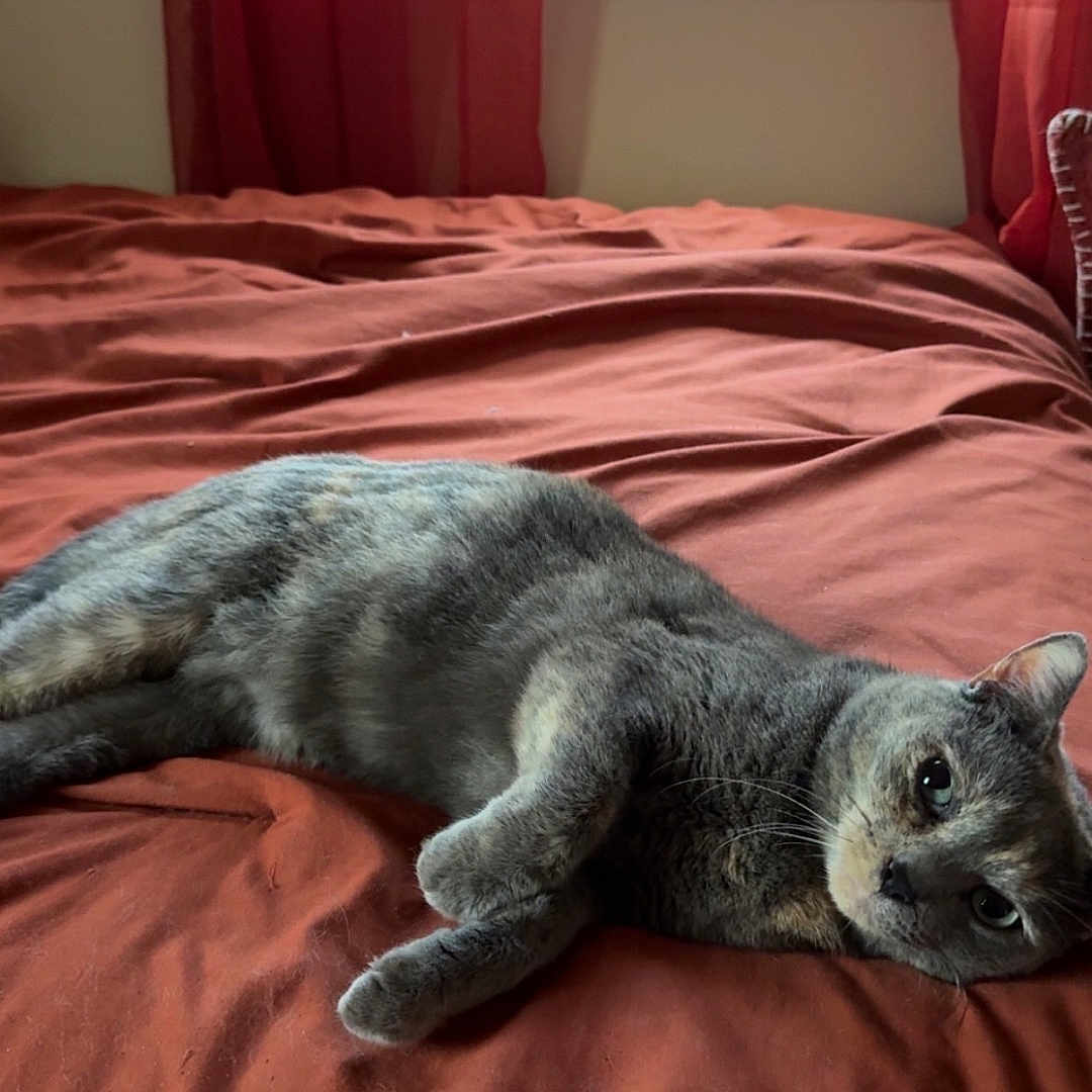 Willow is registered to the contest to win money with this photo: animal, bed, blanket, cat, comfort, cozy, curtains, cute, domestic, feline, fur, home, indoor, pet, relaxing, resting, sleepy, soft, whiskers, window