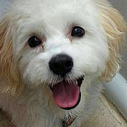 Yoshi is registered to the contest to win money with this photo: animal, canine, close_up, cute, dog, domestic_animal, ears, face, fluffy, friendly, fur, happy, indoors, muzzle, panting, pet, portrait, smiling, tongue_out, white_dog