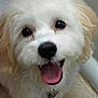 animal, canine, close_up, cute, dog, domestic_animal, ears, face, fluffy, friendly, fur, happy, indoors, muzzle, panting, pet, portrait, smiling, tongue_out, white_dog