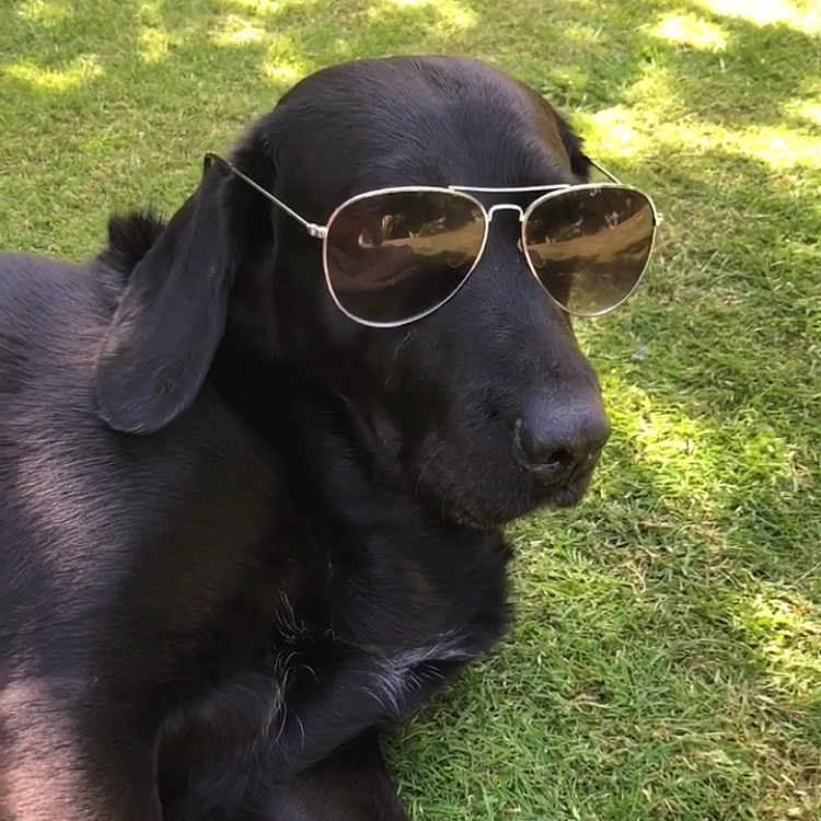 Sammi is registered to the contest to win money with this photo: canidae, carnivore, companion_dog, dog, dog_breed, eyewear, flat_coated_retriever, glasses, grass, hunting_dog, labrador_retriever, mammal, retriever, snout, sporting_group, sunglasses
