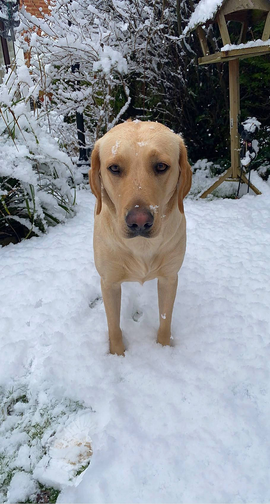 Bella is registered to the contest to win money with this photo: canidae, carnivore, collar, companion_dog, dog, dog_breed, dog_collar, dog_supply, fawn, freezing, fur, hound, pet_supply, plant, snout, snow, sporting_group, whiskers, winter, working_animal