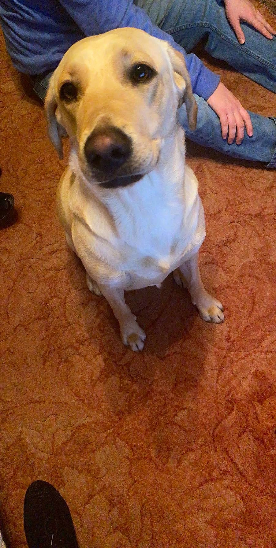 Bella is registered to the contest to win money with this photo: carnivore, collar, companion_dog, denim, dog, dog_breed, dog_collar, fawn, flooring, hardwood, labrador_retriever, pet_supply, snout, sporting_group, street_dog, tail, whiskers, wood, wood_flooring, working_animal