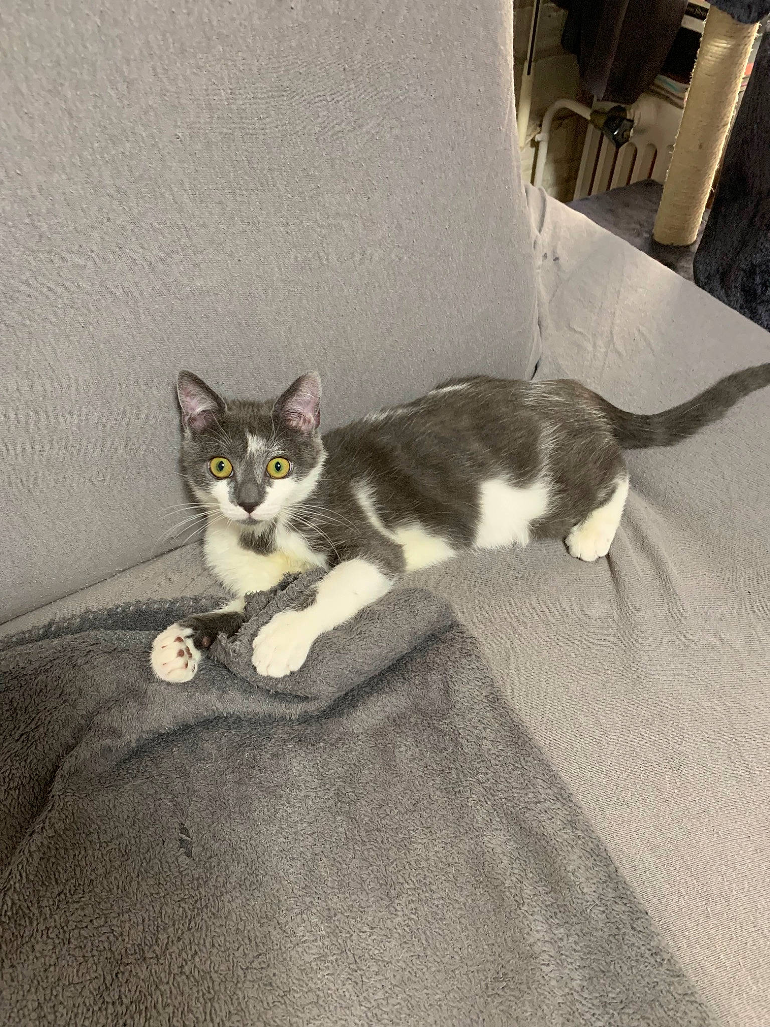 Grisou a rejoint le concours — aidez-le/la à gagner de superbes lots ! aegean_cat, american_wirehair, carnivore, cat, domestic_short_haired_cat, european_shorthair, felidae, floor, kitten, polydactyl_cat, small_to_medium_sized_cats, tail, whiskers