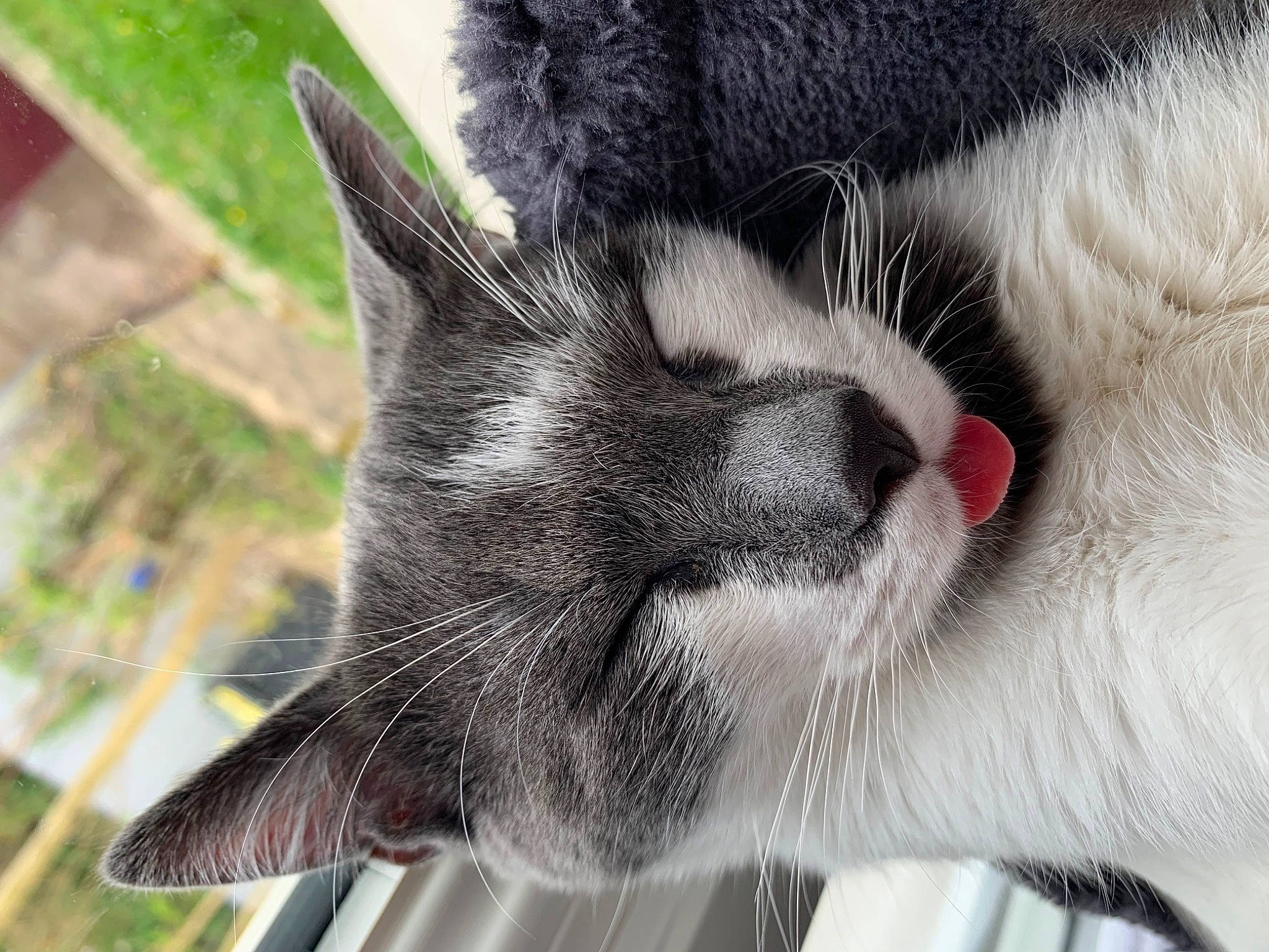 Grisou participe au concours pour gagner de l'argent avec cette photo : asian, carnivore, cat, claw, close_up, domestic_short_haired_cat, ear, european_shorthair, eye, felidae, fur, kitten, nose, paw, polydactyl_cat, small_to_medium_sized_cats, snout, whiskers