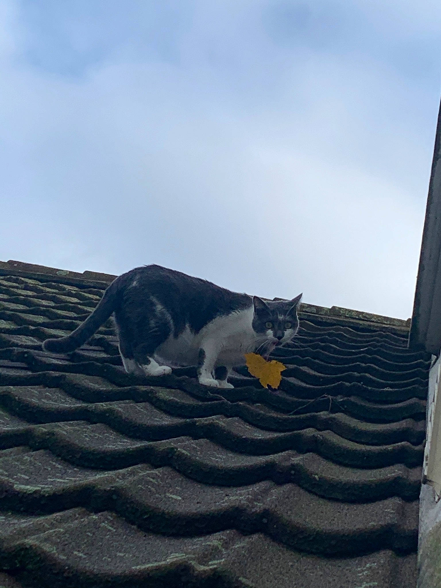 Grisou participe au concours pour gagner de l'argent avec cette photo : aegean_cat, carnivore, cat, domestic_short_haired_cat, felidae, roof, sky, small_to_medium_sized_cats