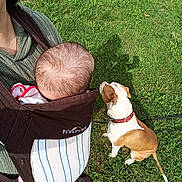 Narco participe au concours pour gagner de l'argent avec cette photo : baby, baby_carrier, grass, dog, brown_and_white_dog, outdoor, person, greenery, leash, collar, head, baby_head, pet, animal, side_view, sitting, casual_clothing, nature, daylight, calm