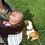 baby, baby_carrier, grass, dog, brown_and_white_dog, outdoor, person, greenery, leash, collar, head, baby_head, pet, animal, side_view, sitting, casual_clothing, nature, daylight, calm