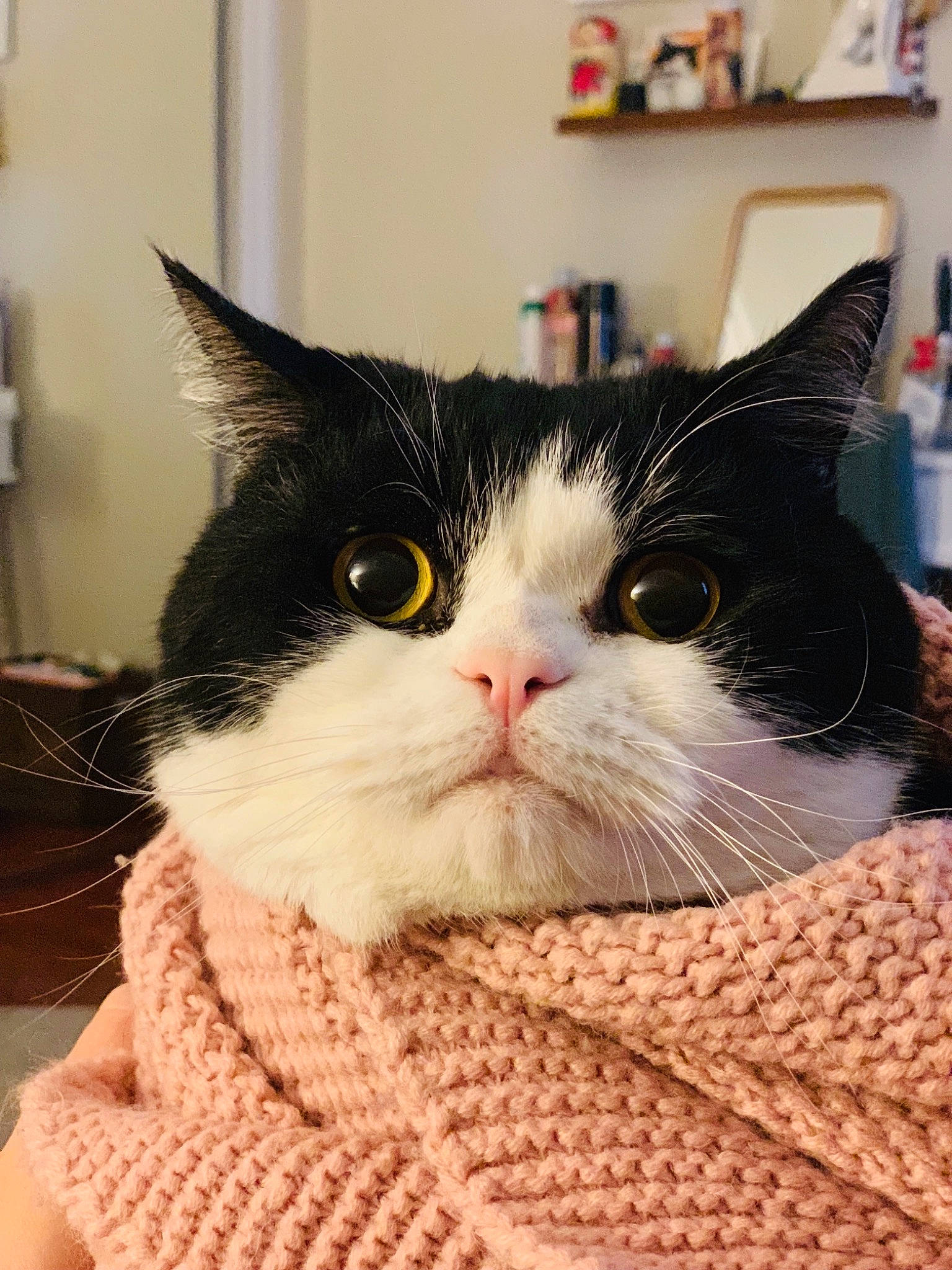 Mr Jingles joined the competition — help win amazing prizes! art, carnivore, cat, comfort, domestic_short_haired_cat, eye, felidae, fur, linens, pattern, small_to_medium_sized_cats, snout, thread, whiskers, wool, woolen, woven_fabric