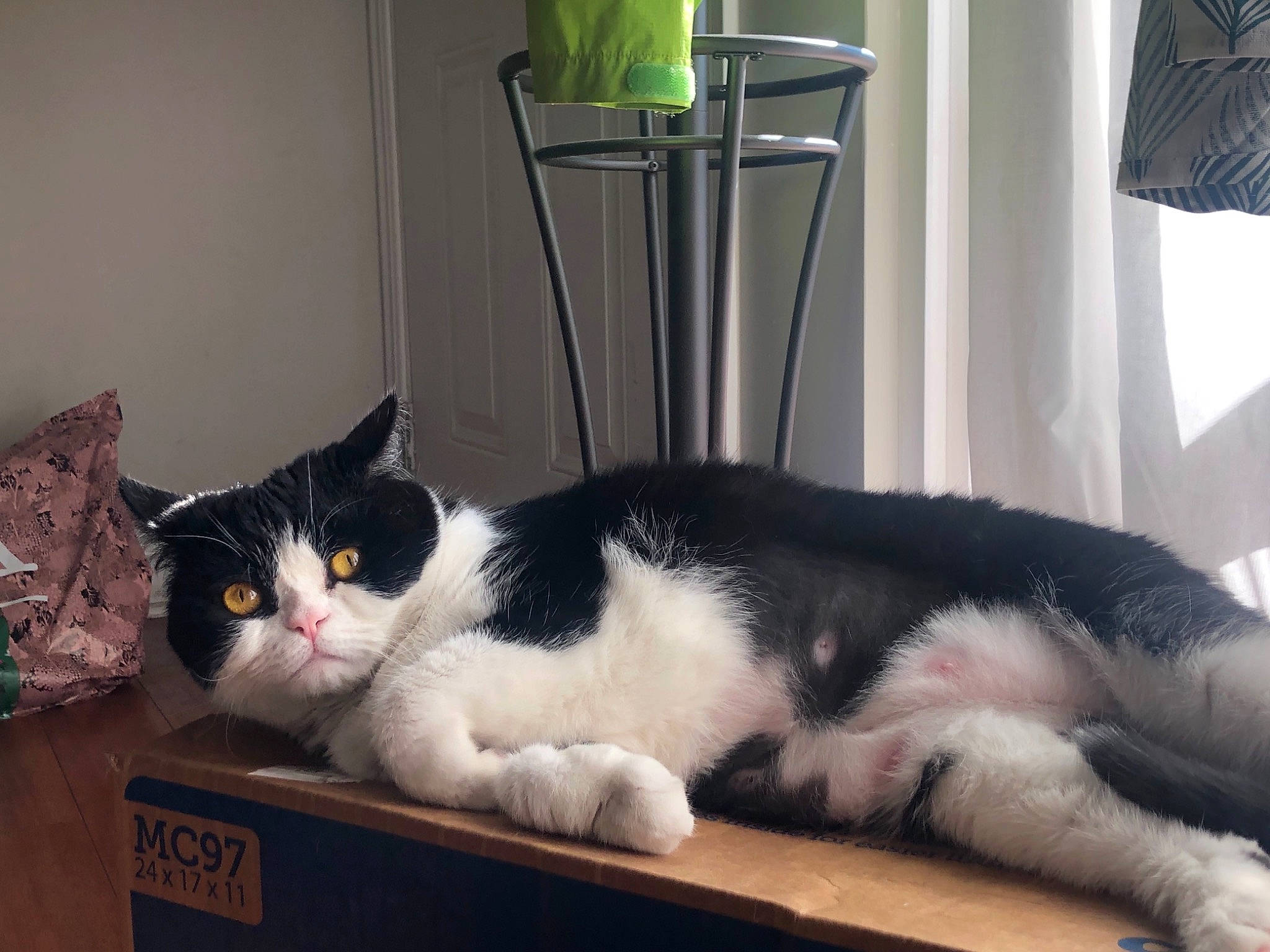 Mr Jingles is registered to the contest to win money with this photo: box, carnivore, cat, cat_supply, comfort, domestic_short_haired_cat, felidae, fur, lamp, lampshade, light, linens, packaging_and_labeling, paw, pet_supply, room, shipping_box, small_to_medium_sized_cats, tail, whiskers