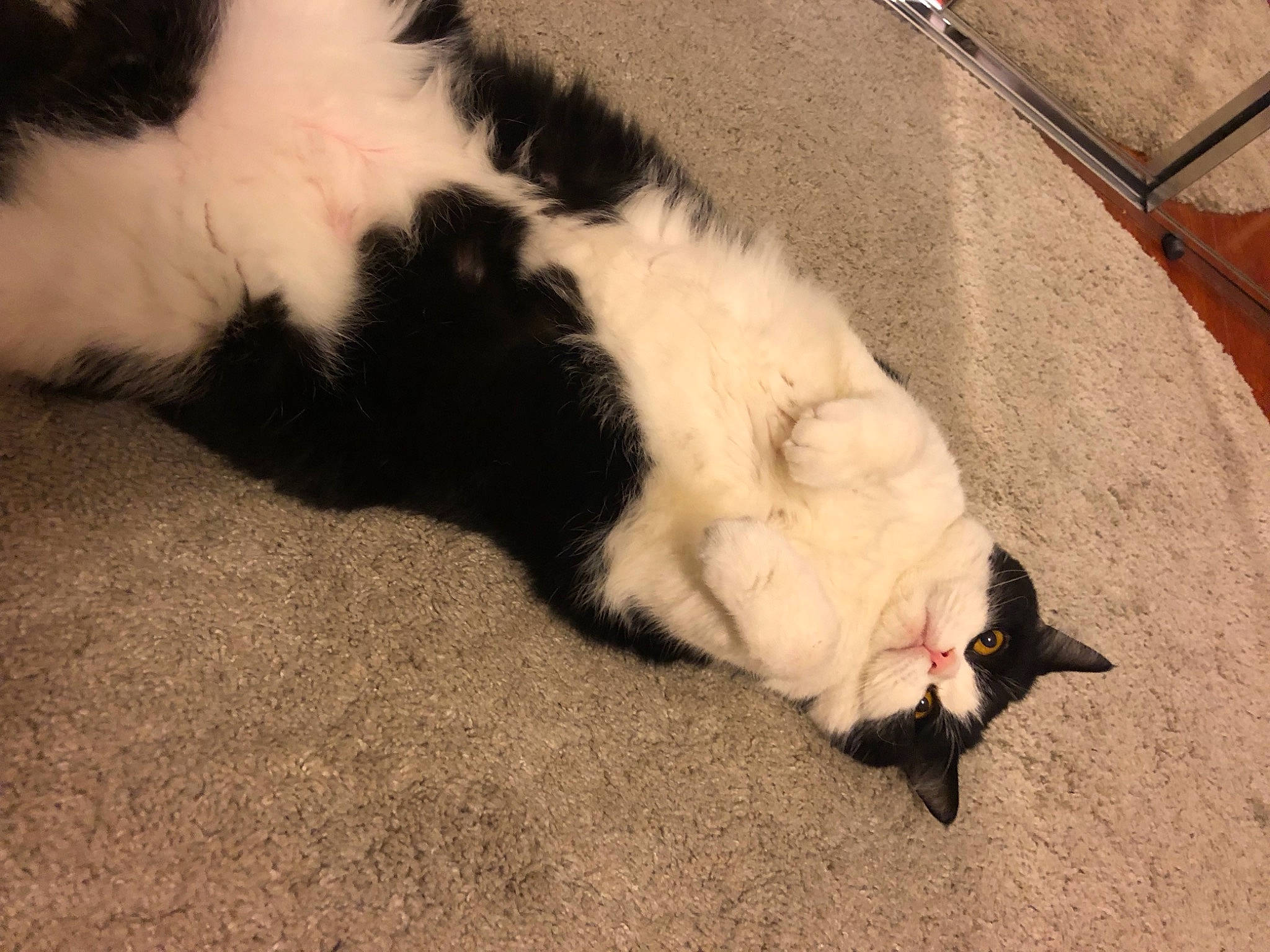 Mr Jingles joined the competition — help win amazing prizes! canidae, carnivore, cat, claw, comfort, dog_breed, felidae, floor, flooring, foot, fur, paw, shadow, small_to_medium_sized_cats, snout, sporting_group, tail, terrestrial_animal, vertebrate, whiskers