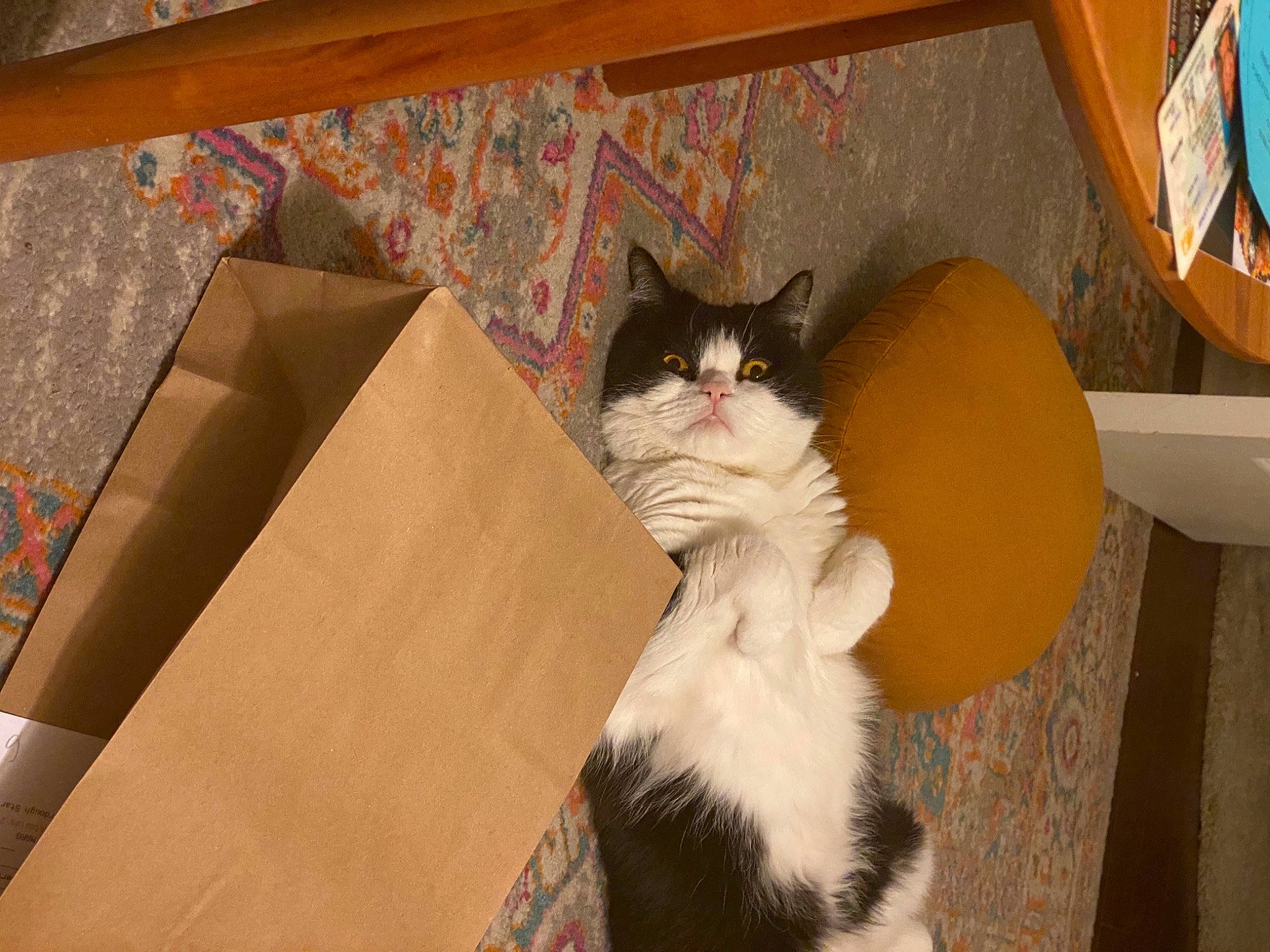 Mr Jingles joined the competition — help win amazing prizes! box, brown, cardboard, carnivore, carton, cat, comfort, domestic_short_haired_cat, fawn, felidae, fur, hardwood, packaging_and_labeling, packing_materials, paper_product, shipping_box, small_to_medium_sized_cats, tail, whiskers, wood