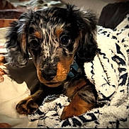 Zero joined the competition — help win amazing prizes! puppy, dog, blanket, cozy, fur, cute, pet, indoors, closeup, snuggled, animal, young, resting, curious, soft, brown, black, white, patterned, collar