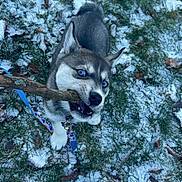Indigo joined the competition — help win amazing prizes! dog, puppy, husky, blue_eyes, stick, snow, grass, leash, playful, outdoor, pet, animal, winter, young_dog, fur, canine, nature, cute, chewing, happy