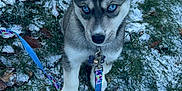 Indigo joined the competition — help win amazing prizes! puppy, dog, husky, blue_eyes, leash, snow, grass, outdoor, pet, animal, winter, young_dog, ears, fur, nature, cute, sitting, collar, canine, alert